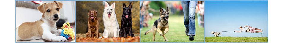 Hundetrainer Hundeausbilder FFB